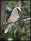 J19_3234 Kookaburra