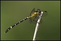 J19_3511 Unknown Clubtail