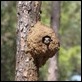 J19_3558 Kookaburra nest