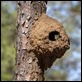 J19_3559 Kookaburra nest