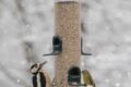 Siskin-and-friend.jpg