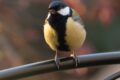 Our-Great-Tit-211322.jpg