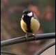 Our-Great-Tit-211322_thumb.jpg
