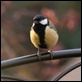Our Great Tit-211322