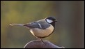 Our Great Tit