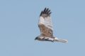 Marsh-Harrier-211707.jpg