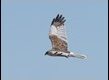 Marsh-Harrier-211707_thumb.jpg