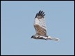 Marsh Harrier-211707