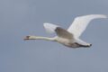 Mute-Swan-211753.jpg