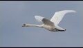 Mute-Swan-211753_thumb.jpg