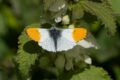Orange-Tip-211771.jpg