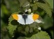 Orange-Tip-211771_thumb.jpg