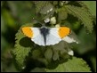 Orange Tip-211771