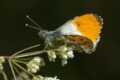 Orange-Tip-211774.jpg