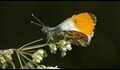 Orange-Tip-211774_thumb.jpg