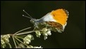 Orange Tip-211774