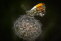 Orange-Tip-on-Dandelion.jpg
