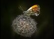 Orange-Tip-on-Dandelion_thumb.jpg