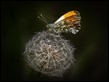 Orange Tip on Dandelion