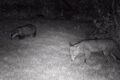 Fox-and-Badger-1.jpg