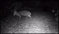 muntjac