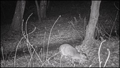 Muntjac 2022-01-25-3