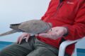 Collared-Dove-feeding.jpg