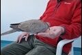 Collared-Dove-feeding_thumb.jpg