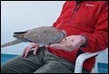 Collared Dove feeding