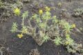 Lanzarote-Euphorbia.jpg