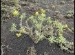 Lanzarote-Euphorbia_thumb.jpg