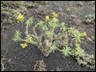 Lanzarote Euphorbia