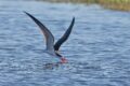 African-Skimmer-skimming.jpg