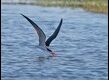 African-Skimmer-skimming_thumb.jpg