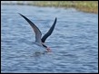 African Skimmer skimming