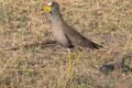 African-Wattled-Lapwing.jpg