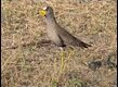 African-Wattled-Lapwing_thumb.jpg