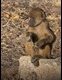 Baboon-youngster_thumb.jpg