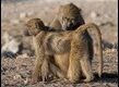 Baboons-grooming_thumb.jpg