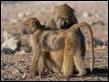 Baboons grooming