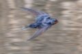 Barn-Swallow.jpg
