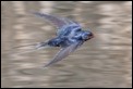 Barn Swallow