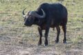 Cape-Buffalo.jpg