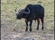 Cape-Buffalo_thumb.jpg