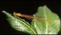 Ceriagrion-glabrum-Livingstone_thumb.jpg