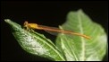 Ceriagrion glabrum, Livingstone