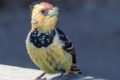 Crested-Barbet-225424.jpg