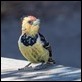 Crested Barbet-225424