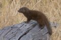 Dwarf-Mongoose-2.jpg