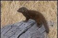 Dwarf-Mongoose-2_thumb.jpg